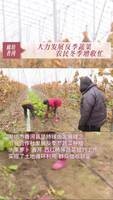 廊坊香河：大力發展#反季蔬菜 農民冬季增收忙